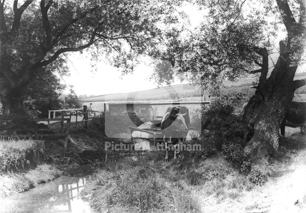 Clifton Village, Cow by a Brook or stream