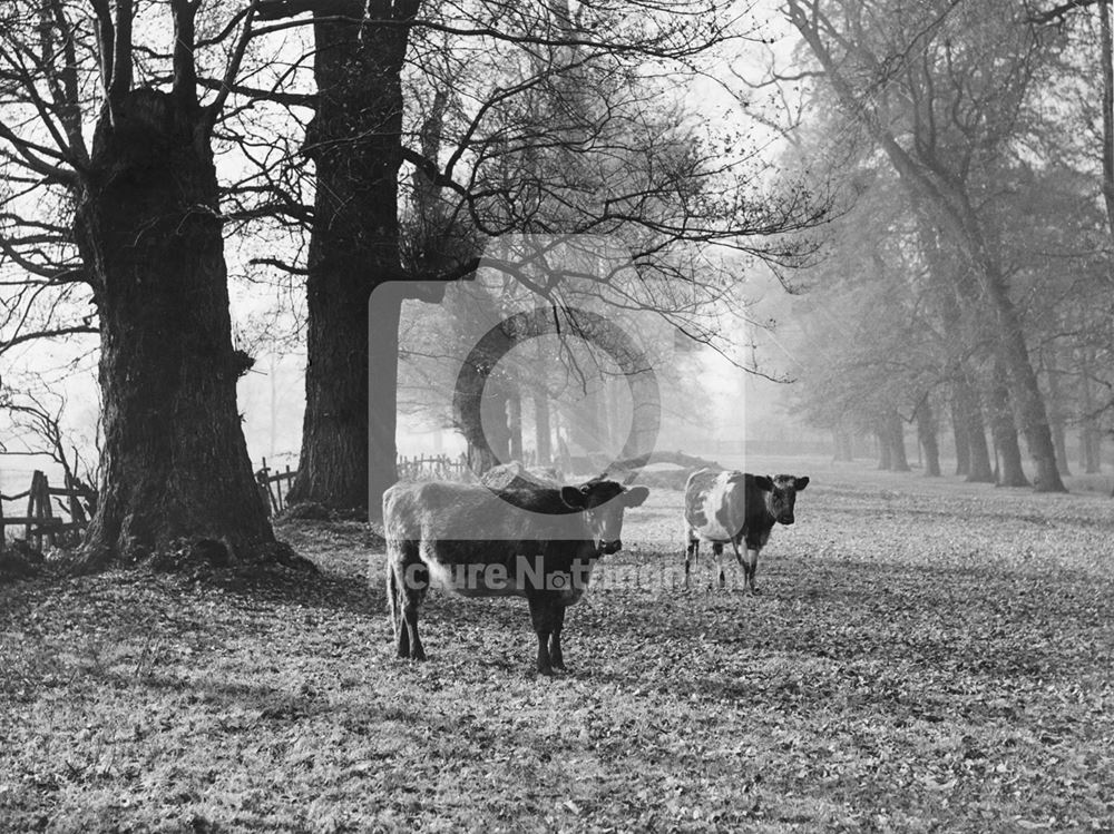 Clifton Grove, Cows under trees