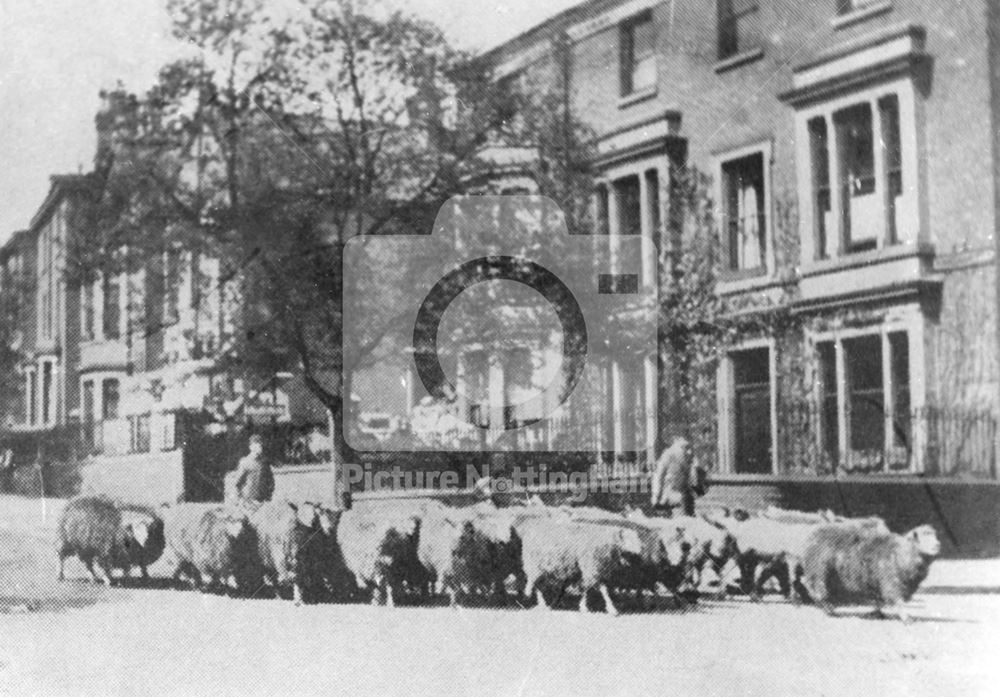 Sheep Drovers on Talbot Street