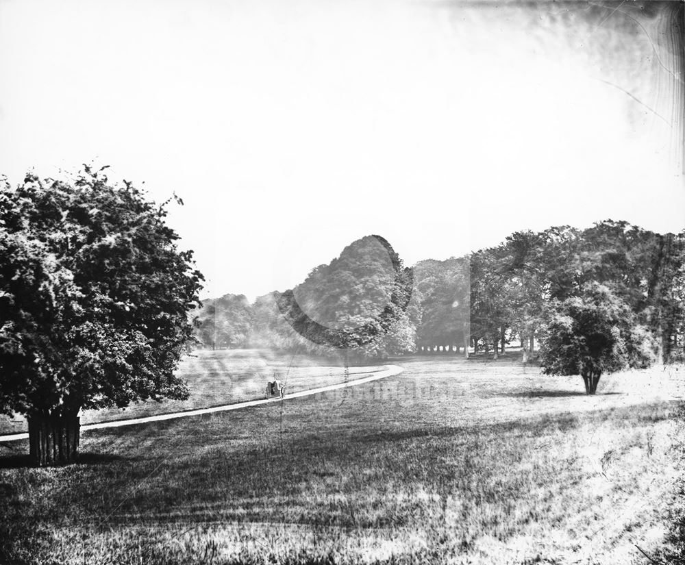 Lime Tree Walk, Wollaton Park