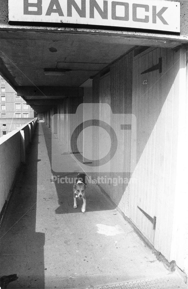 Dog taking itself for a walk, 'Bannock' block access walkway - Basford Flats - Percy Street