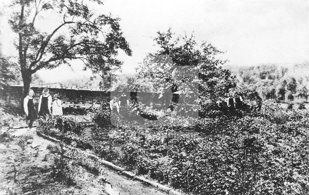 Western House School - the vegetable garden