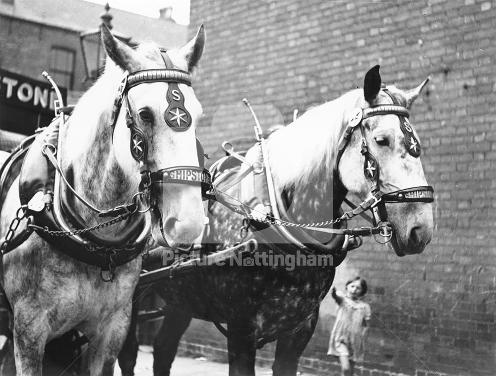 Shipstone's Star Brewery -dray horses