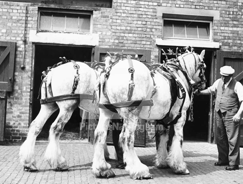 Shipstone's Star Brewery -dray horses