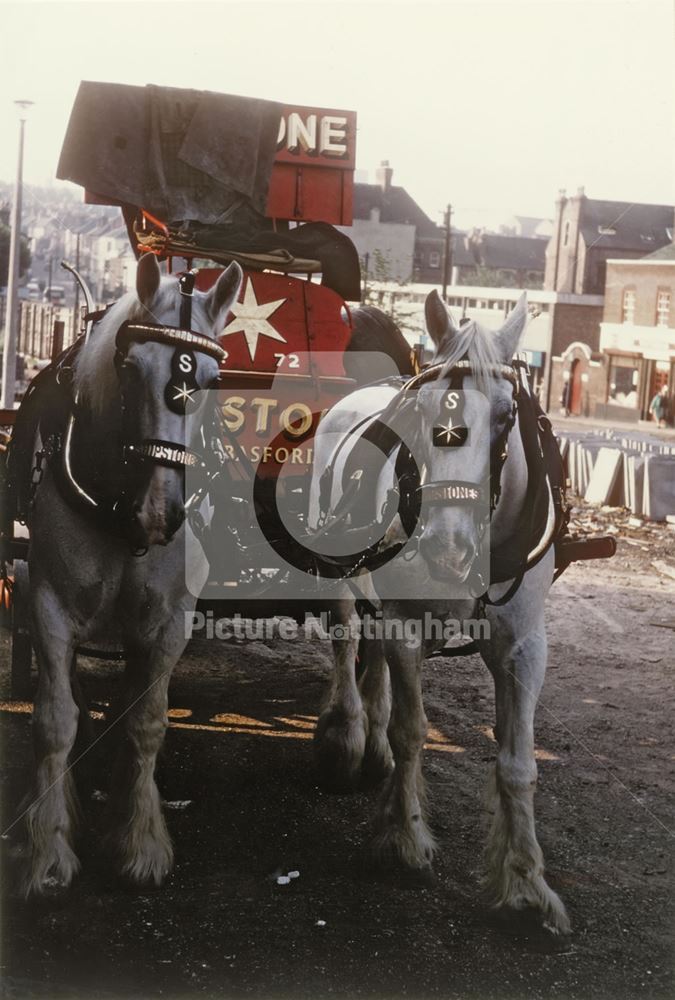 Horses and dray, James Shipstone and Sons