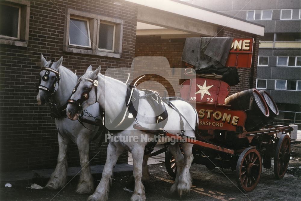 Horses and dray, James Shipstone and Sons