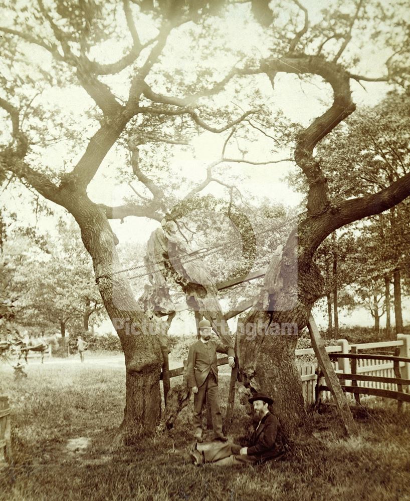 Parliament Oak