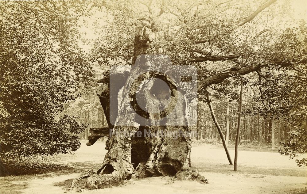 Shambles Oak, Sherwood Forest, Edwinstowe, c 1900