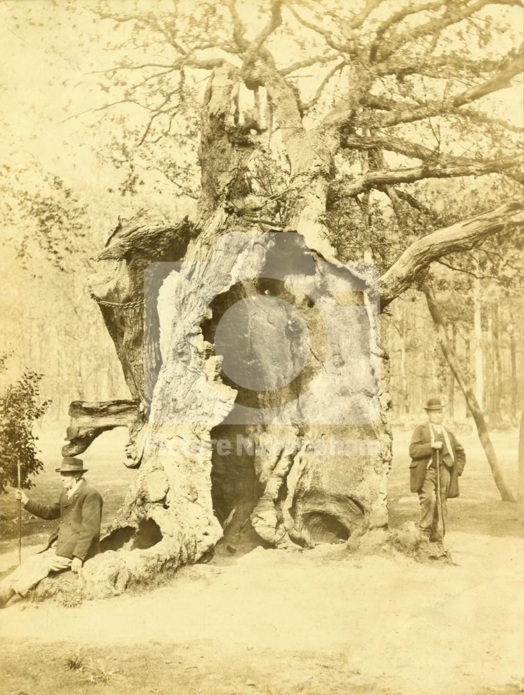 Shambles Oak, Sherwood Forest, Edwinstowe, c 1870