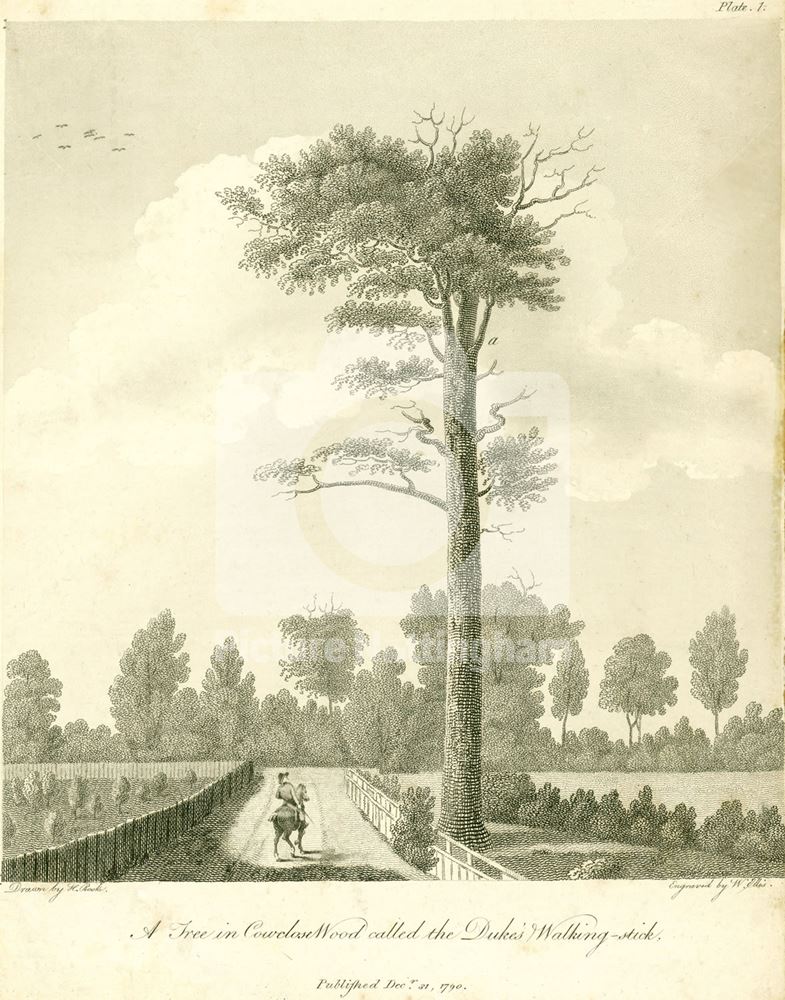 Dukes' Walking Stick, Welbeck Park, Sherwood Forest, Welbeck Abbey, c 1790