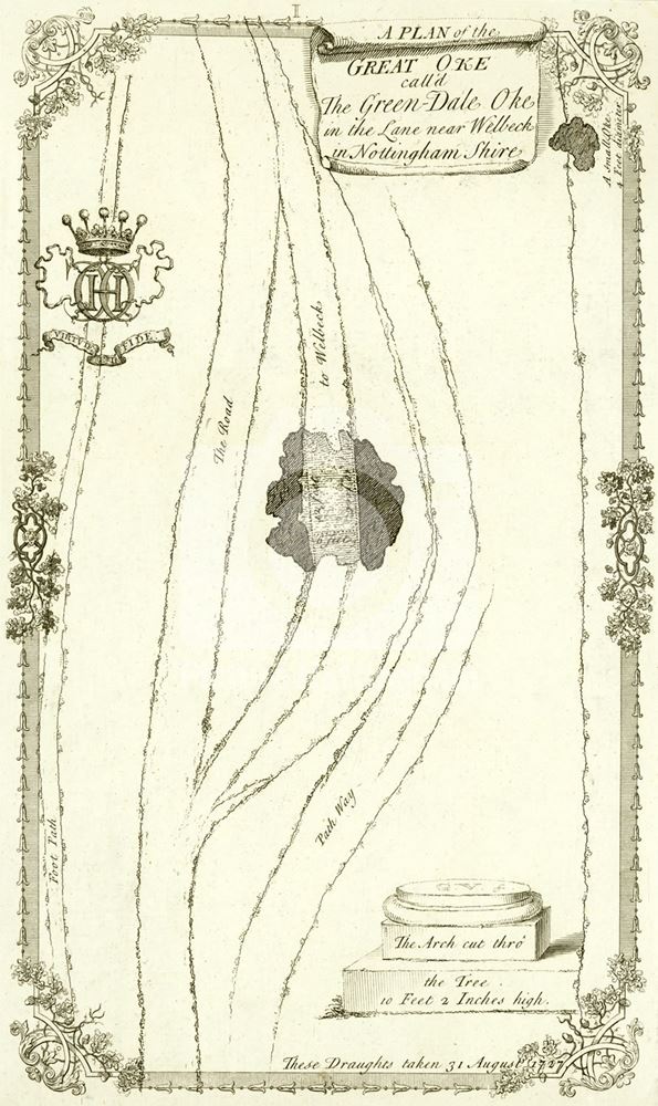 Green Dale Oak, Sherwood Forest, Welbeck Abbey, 1727