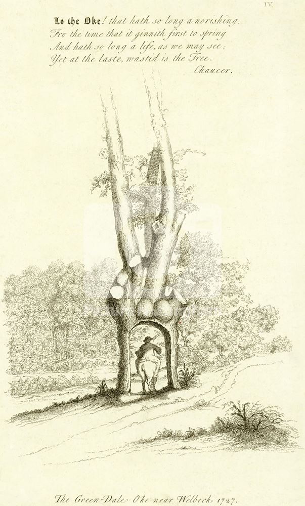 Green Dale Oak, Sherwood Forest, Welbeck Abbey, 1727