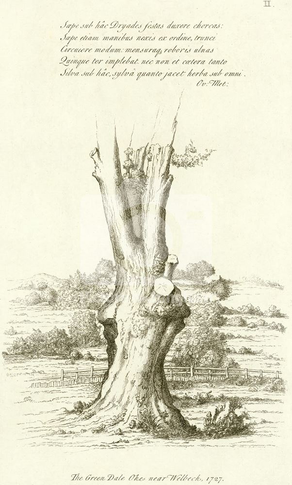 Green Dale Oak, Sherwood Forest, Welbeck Abbey, 1727