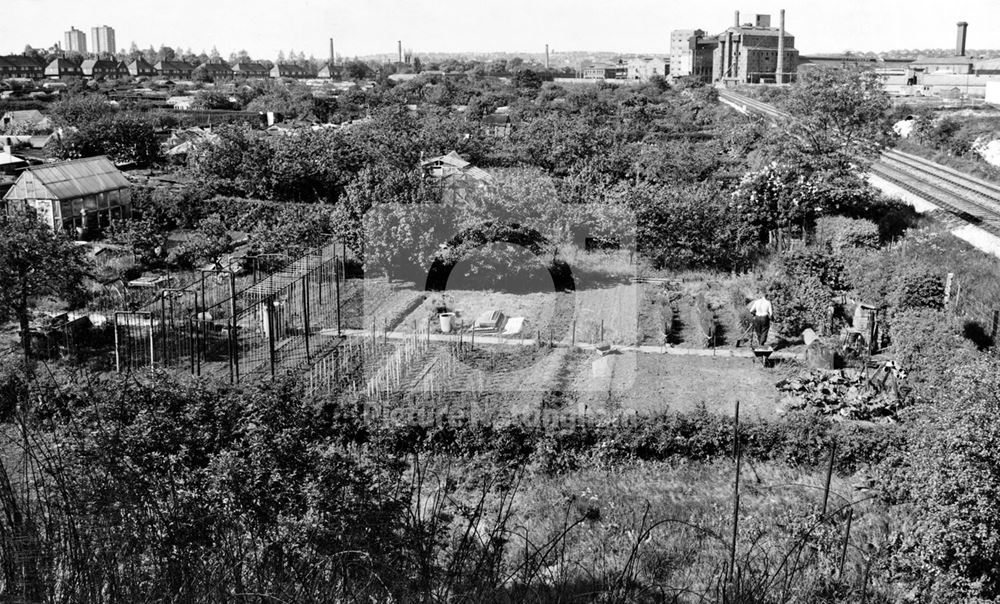 Allotments, Wilkinson Street, Basford