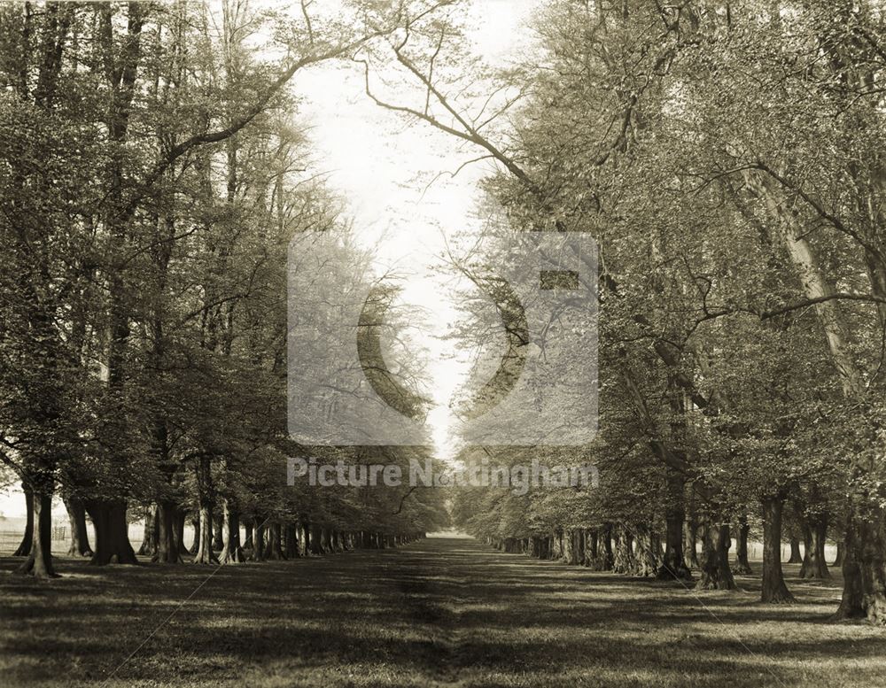 Wollaton Hall - Lime Tree Avenue