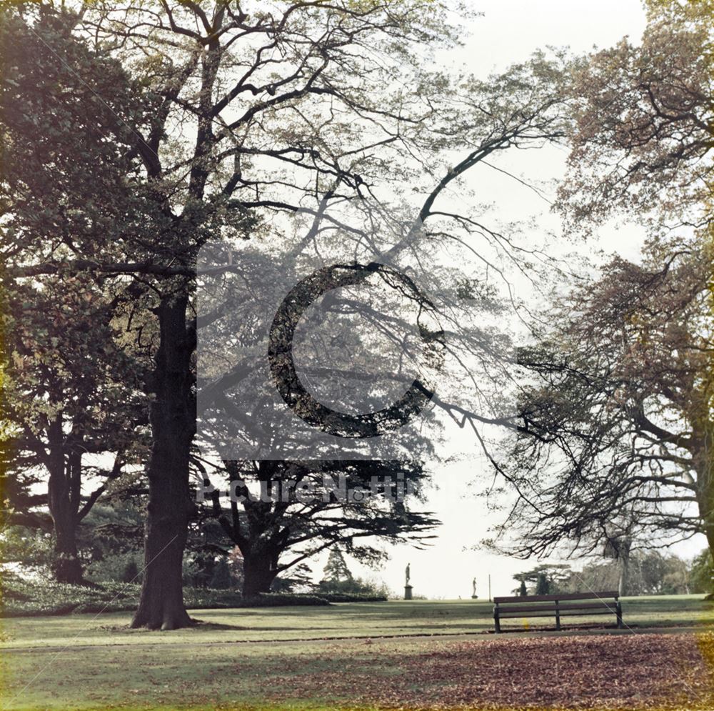 Wollaton Hall - Cedar Trees in the gardens to the rear of the hall