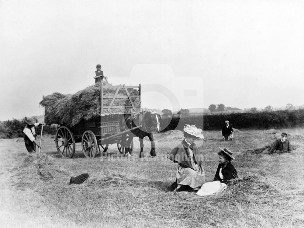 Haymaking - Clifton