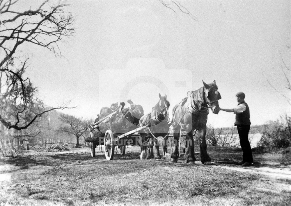 Carting tree trunks - Clifton