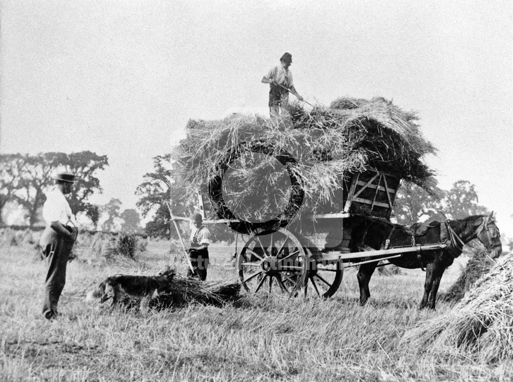 Haymaking - Clifton