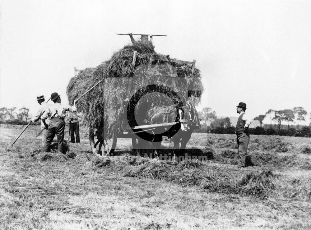 Haymaking - Clifton