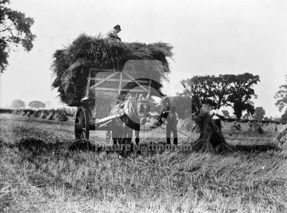 Haymaking - Clifton