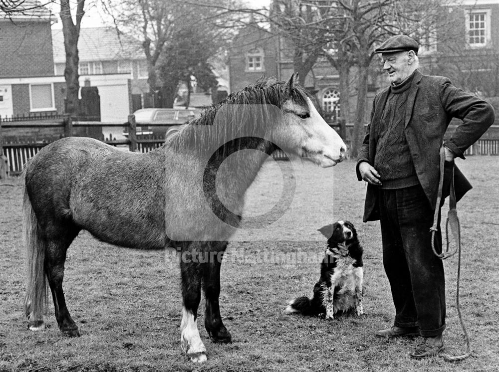 Mr George Darby, carter to the Park Estate, visit his pony, Tiny, with his dog Suki