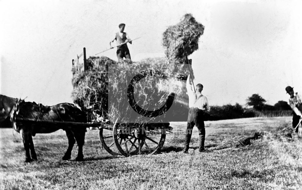 Haymaking - Bagthorpe Farm, Sherwood