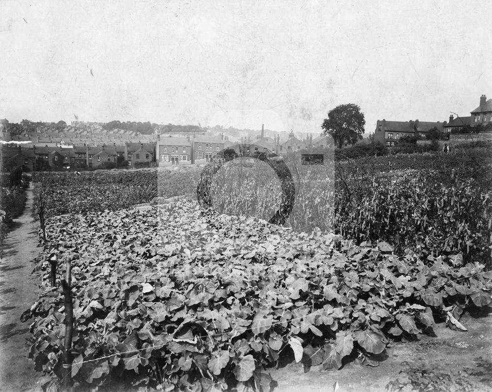 WW1 Food Production, Milner Road, Sherwood, Nottingham, c 1918