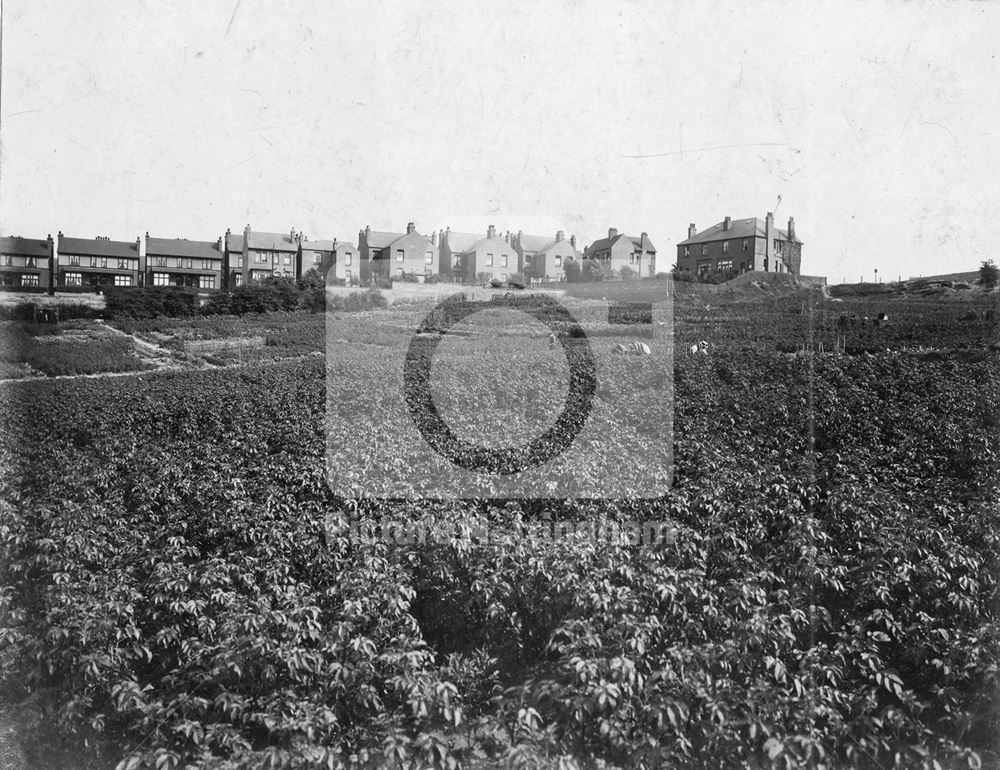 Carlton Road c1915