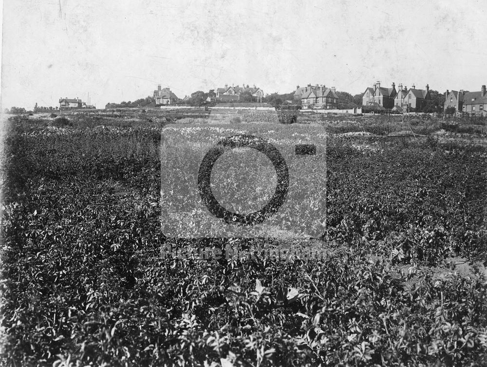 Harlaxton Drive, Lenton c1918