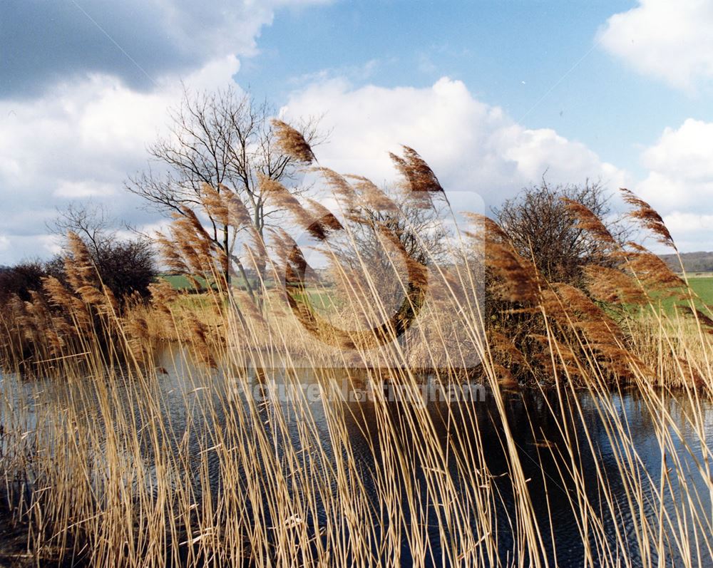 Reeds near Devil's Elbow