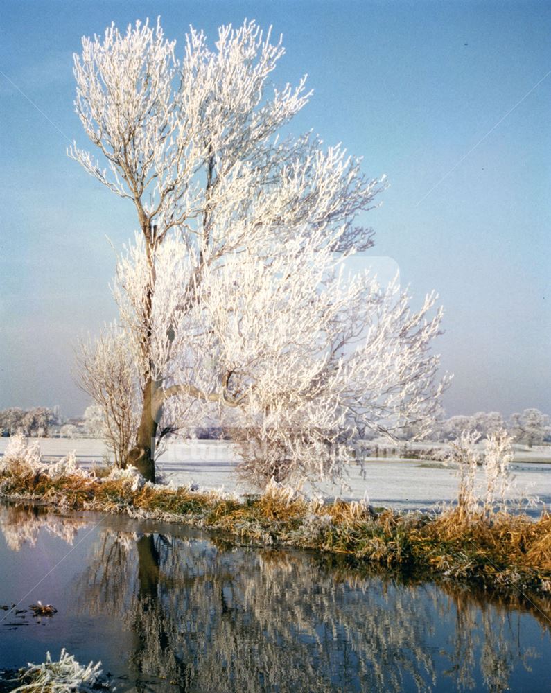 Hoar Frost: Canal-side Tree - between Skinner's Lock (no4) and Bassingfield