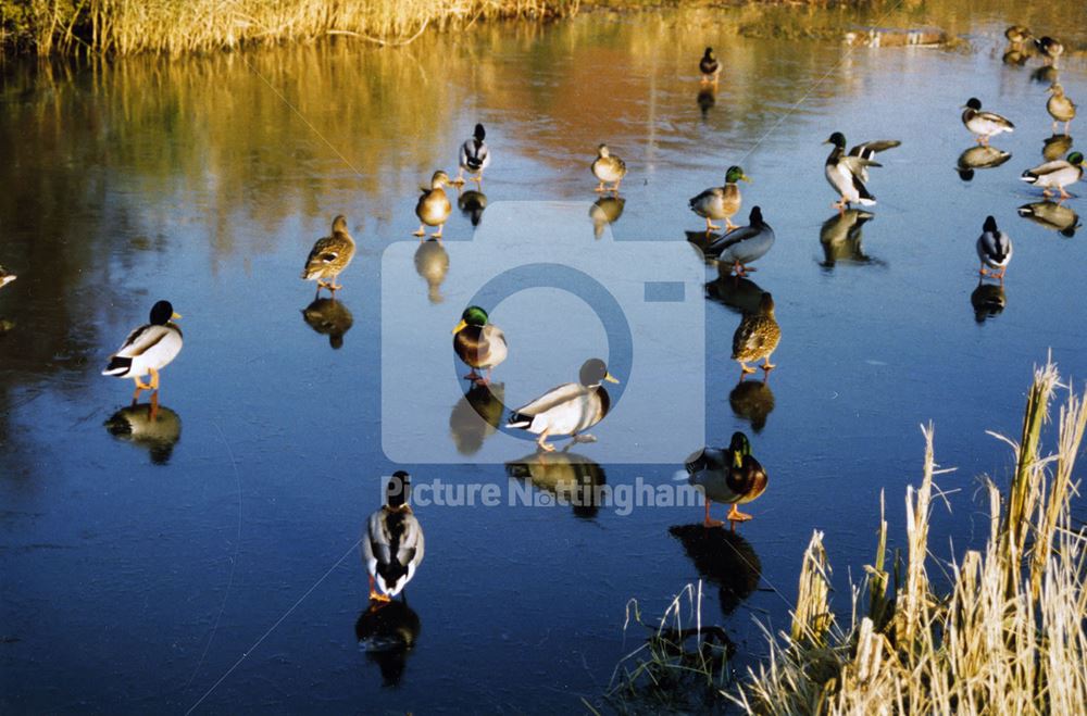 Mallards standing on the Frozen Canal adjacent to the Safeway Supermarket near Gamston Lock (no3)