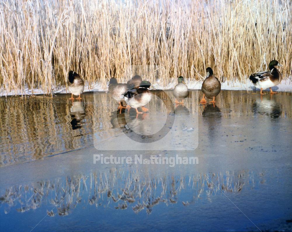 Wild Fowl in Icy Water-near Cotgrave Bridge (no12)