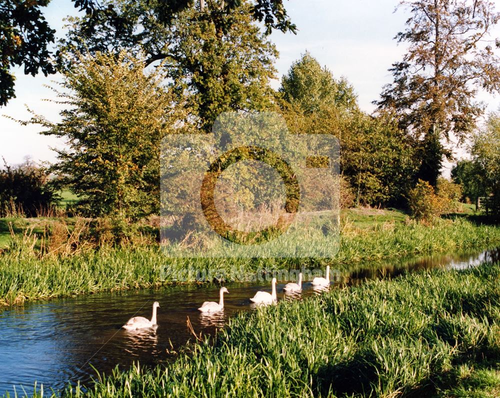 Swans near Skinner's Lock (no4)