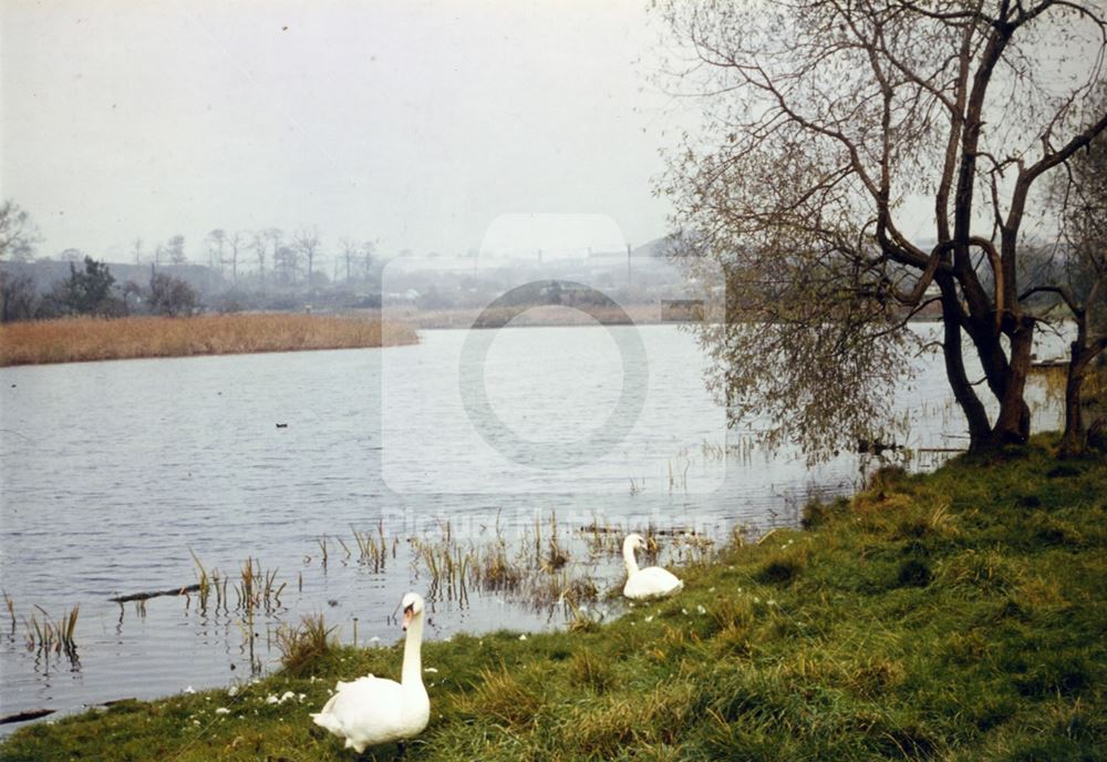 Martin's pond, Russell Avenue, Wollaton, 1966