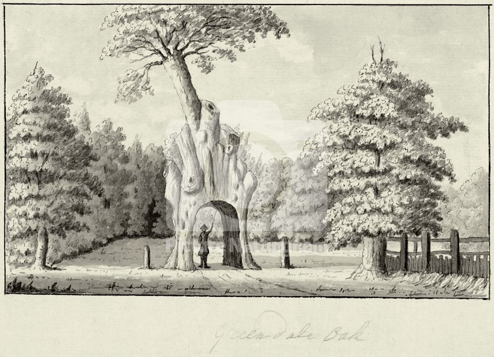 Greendale Oak, c 1750