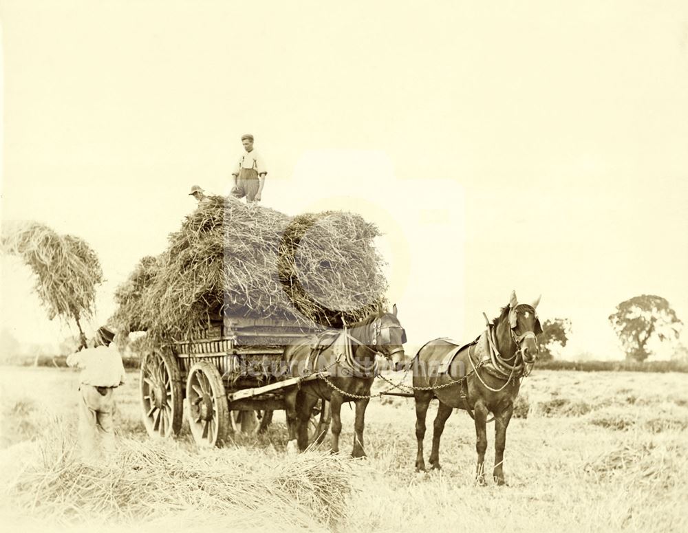 Haymaking, Wilford, Nottingham