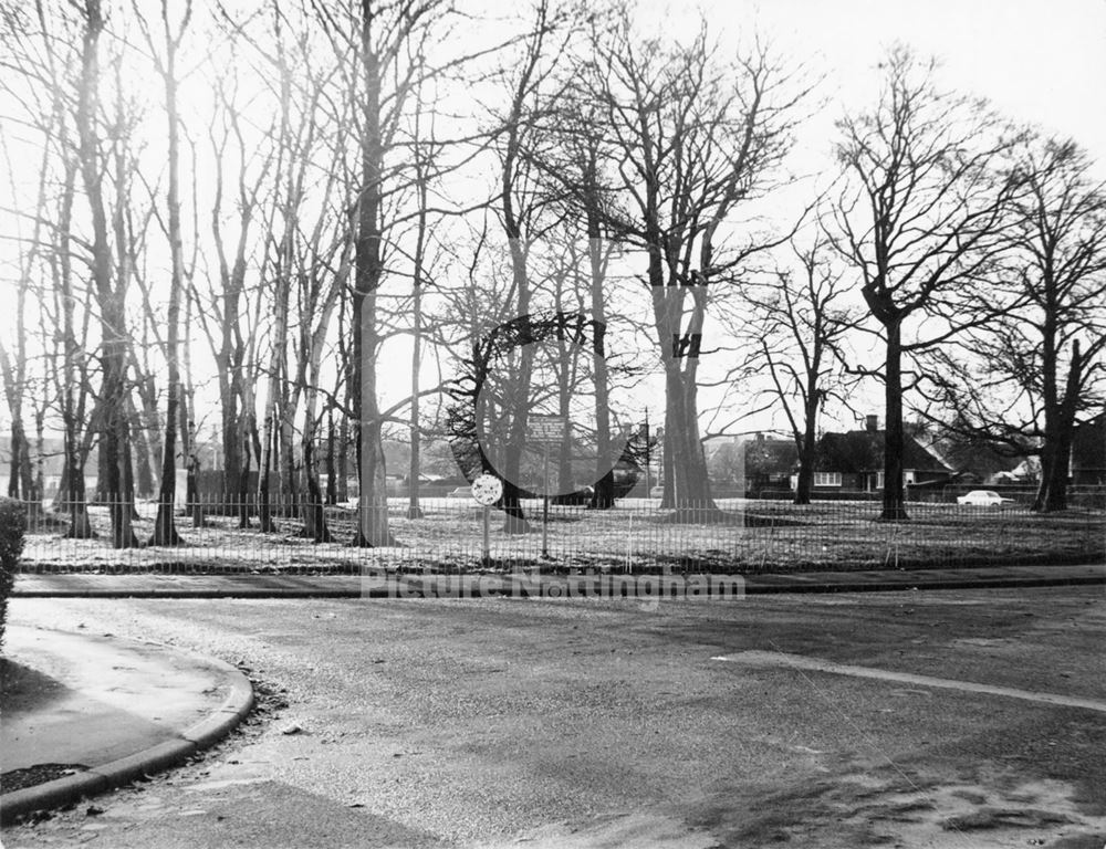 Hawton Spinney, Wollaton Park, 1974