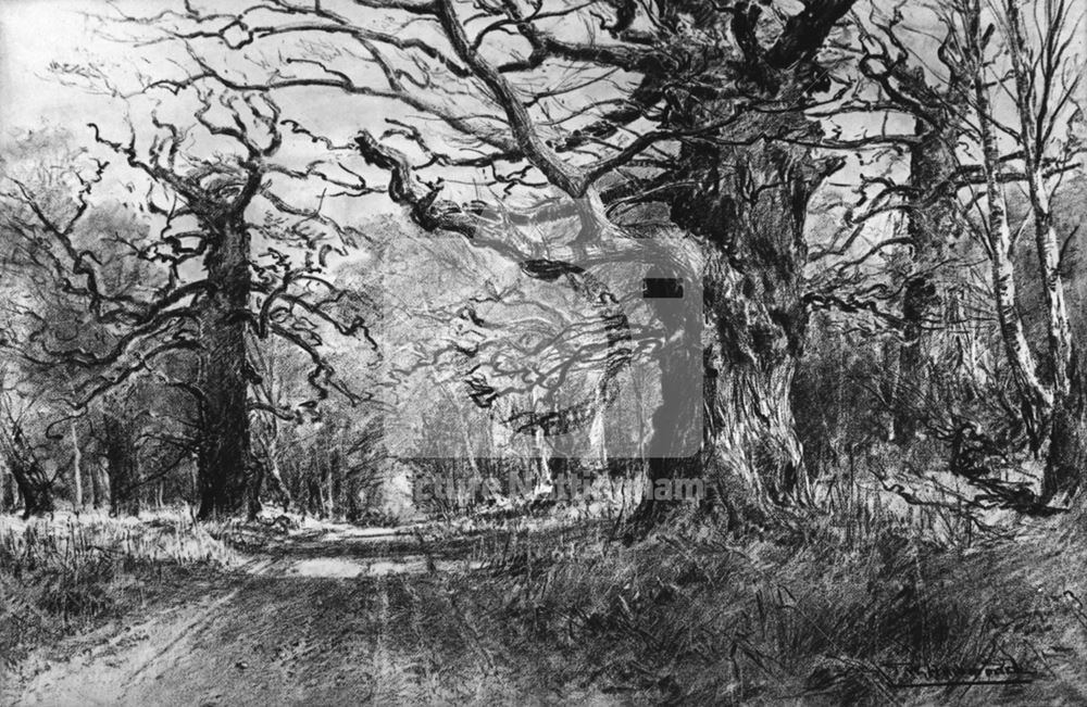 The Dukeries Lane with Winter Trees, 1899