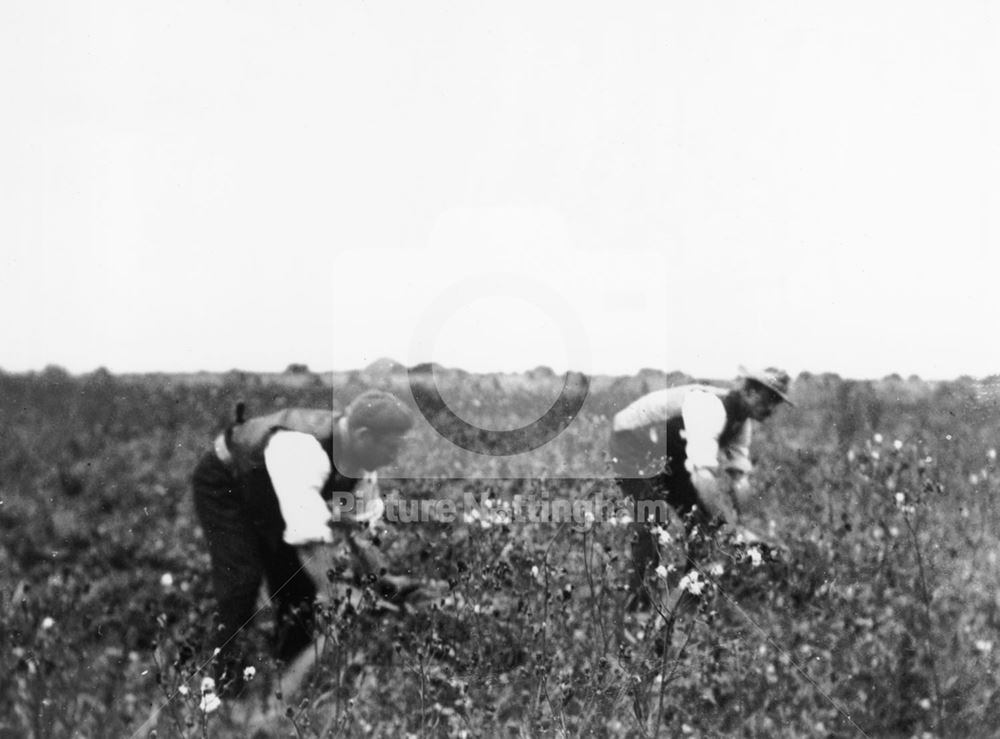 Pea Mowing, Orston, c 1900