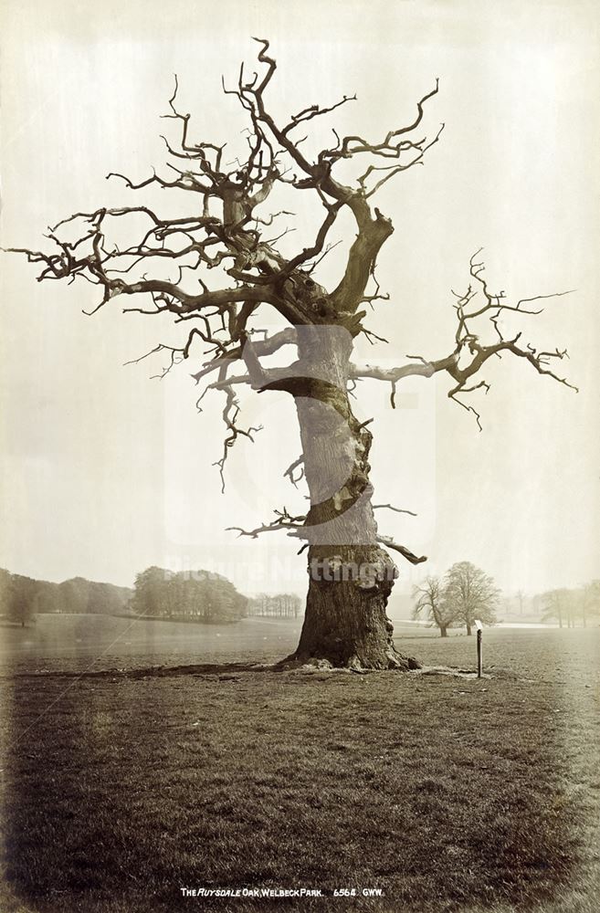 Ruysdale Oak, Welbeck Park, Welbeck, c 1880s?