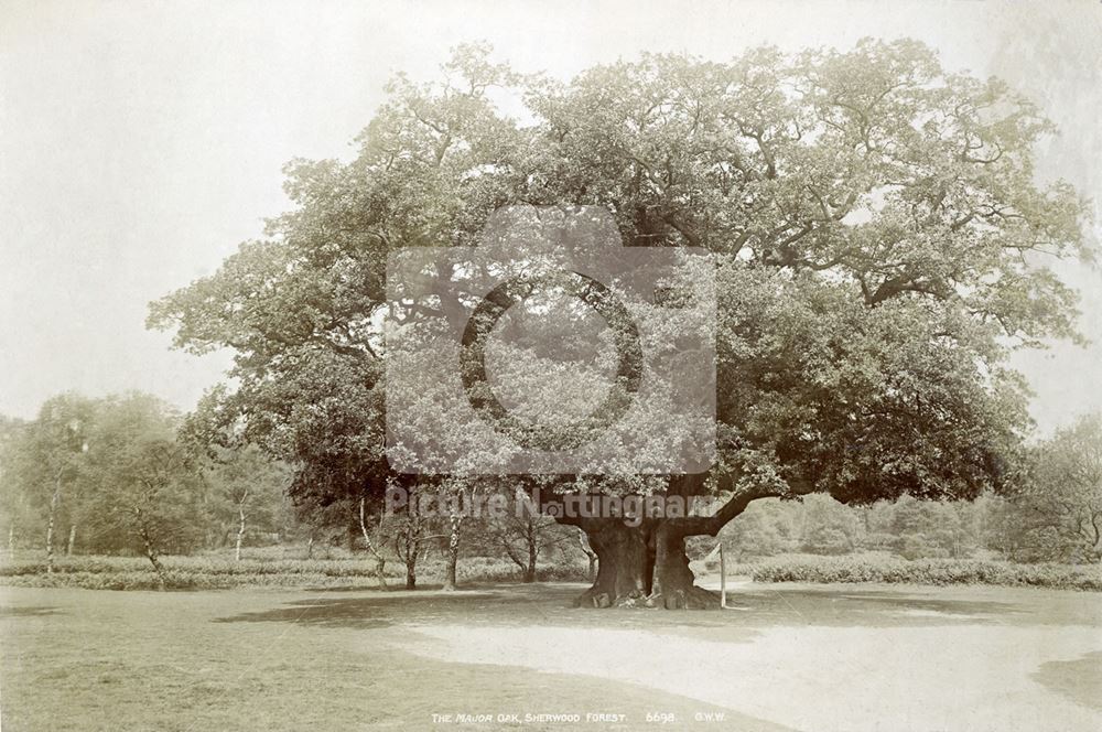 The Major Oak, Sherwood Forest, Edwindstowe, c 1880s?