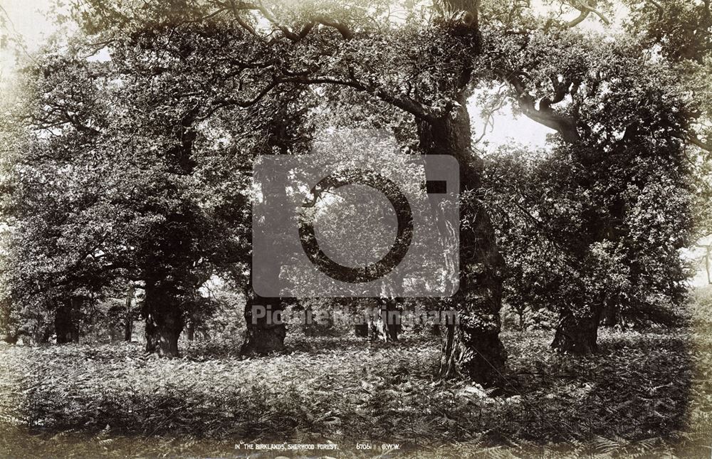 The Birklands, Sherwood Forest, Edwindstowe, c 1880s?