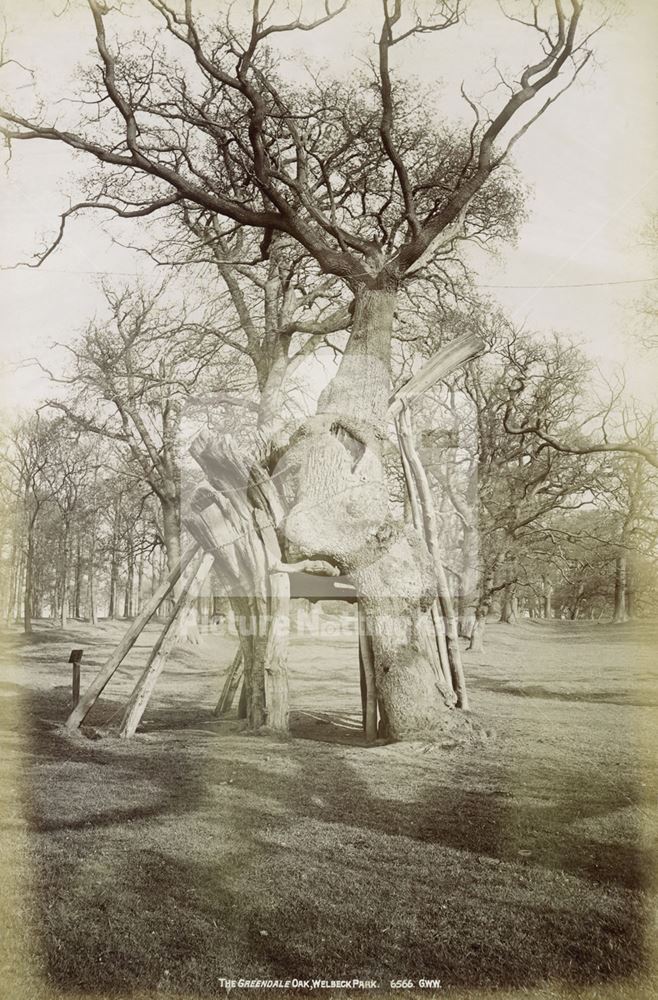 The Greendale Oak, Welbeck Park, c 1900