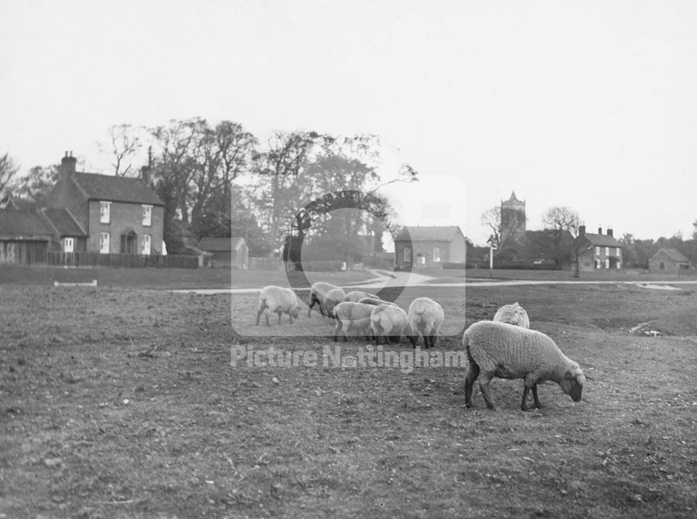 Sheep Grazing on the Common, The Common, Car Colston, 1929