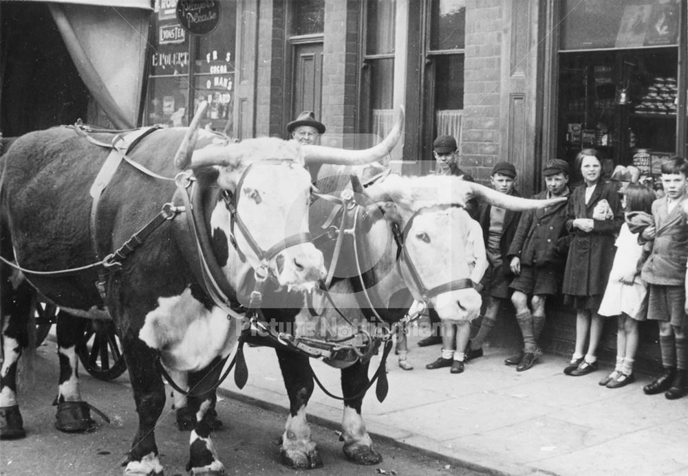 Oxen on Commercial Road, Bulwell, Nottingham, 1932