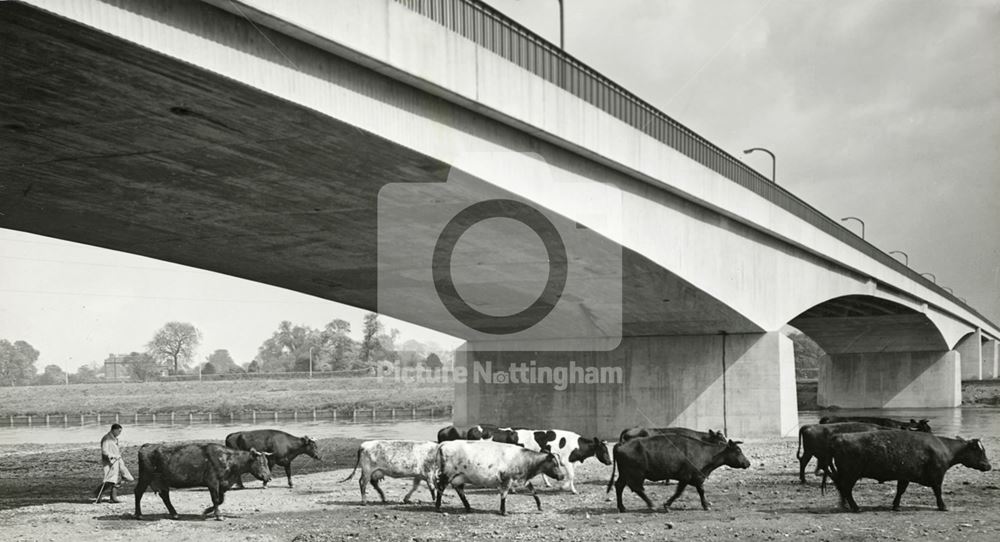 Cows at Clifton Bridge, Nottingham, c 1957