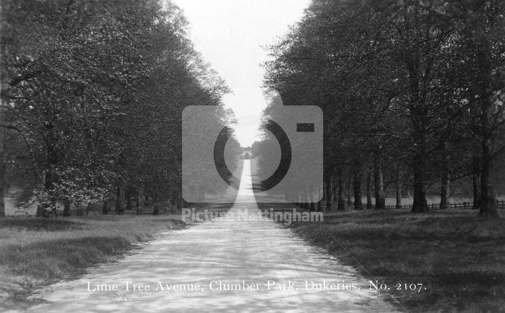 Lime Tree Avenue, Clumber Park, Clumber, 1926