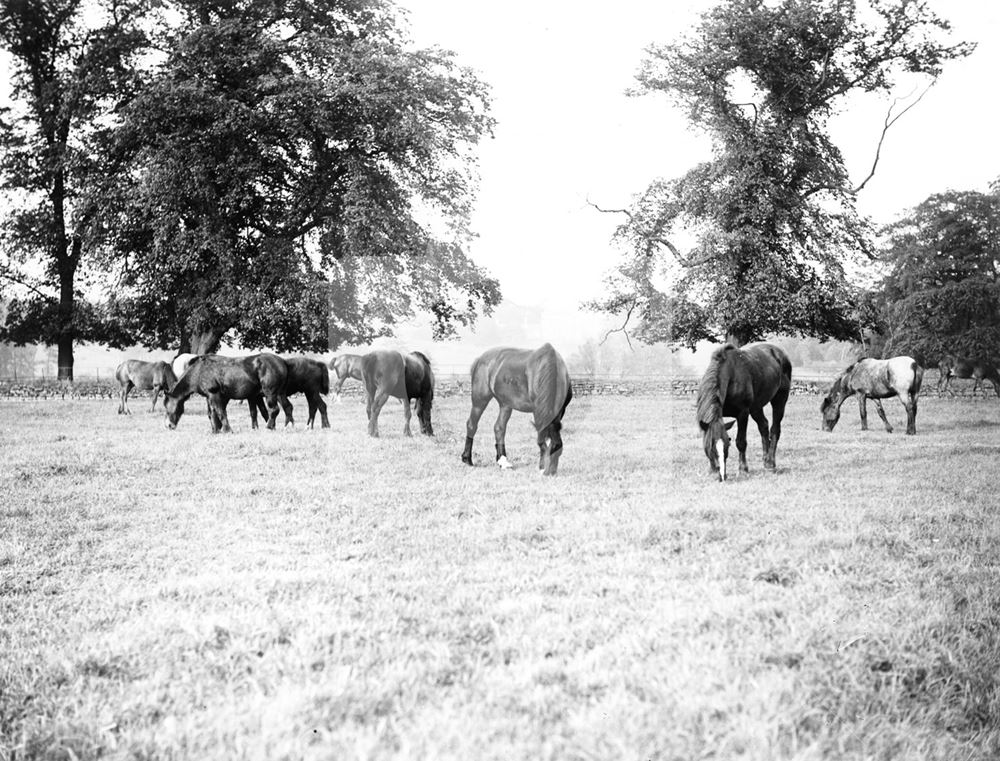 Pit Ponies, Papplewick Hall, Papplewick, 1926